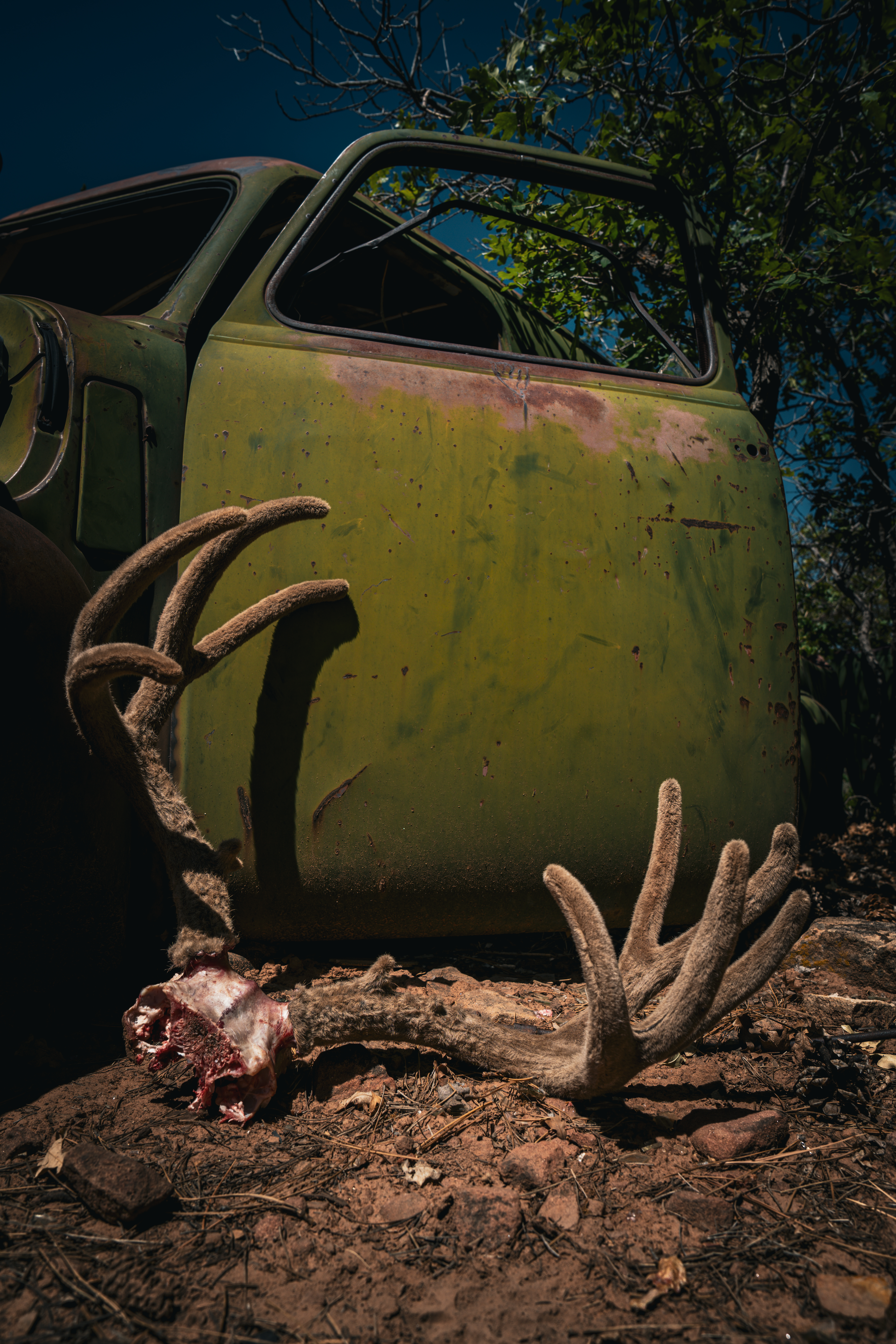 Old truck with antler rack